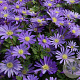 Anemone blanda 'Blue Shades' GM P9 BIO