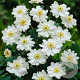 Anemone h. Snow Angel GM P9 BIO