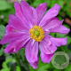 Anemone hyb. 'Pamina' GM P9 BIO