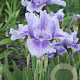 Iris (G) 'Bedtime Story' GM P9 BIO
