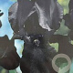 Iris (G) 'Black Dragon' GM P9 BIO