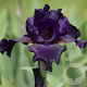 Iris (G) 'Night Owl' GM P9 BIO