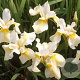 Iris sib. 'Butter and Sugar' GM P9 BIO