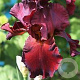 Iris (G) 'Sultan's Palace' GM P9 BIO