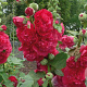 Alcea rosea 'Chater's Double Red' GM P9 BIO