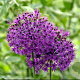 Allium aflatunense 'Purple Sensation' GM P9 BIO