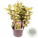 Eleaegnus ebbingei 'Maryline' 30-40 cm 3,0L