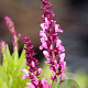 Salvia nemorosa 'Sensation Deep Rose' GM P9 BIO
