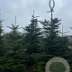 Abies amabilis 200-250 cm draadkluit solitair