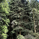 Abies firma 175-200 cm draadkluit solitair