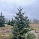 Abies grandis 300-350 cm draadkluit solitair
