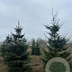 Abies grandis 350-400 cm draadkluit solitair