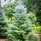 Abies k. 'Silberlocke' 250-300 cm draadkluit solitair