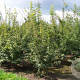 Acer campestre 300-350 cm draadkluit struik