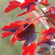Acer campestre 'Evenley Red' 8-10 HO draadkluit