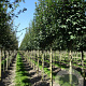 Acer campestre 'Fastigiatum' 20-25 HO draadkluit