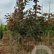 Acer campestre 'Red Shine' 8-10 HO draadkluit