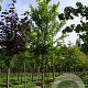 Acer freemanii Celebration 16-18 HO draadkluit