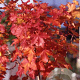Acer Pacific Sunset 25-30 HO draadkluit 250 cm stam