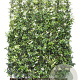 Trachelospermum jasminoides 120x180 container kant en klaar haag