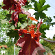 Acer plat. 'Deborah' 30-35 HO draadkluit 250 cm stam
