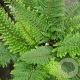 Polystichum set. 'Herrenhausen' GM P9