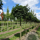Acer plat. 'Globosum' 12-14 HO draadkluit 180 cm stam LEIVORM