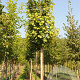 Acer pseud. 'Rotterdam' 50-60 HO draadkluit 250 cm stam