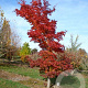Acer pseudosieboldianum takesimense 18-20 HO draadkluit 250 cm stam