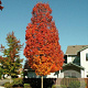 Acer rubrum 'Bowhall' 35-40 HO draadkluit 250 cm stam