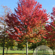 Acer rubrum 'Red King' 12-14 HO draadkluit
