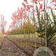 Acer rubrum 'Somerset' 10-12 HO draadkluit