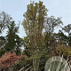 Acer saccharinum 600-700 cm draadkluit meerstammig