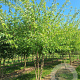 Acer saccharinum 600-700 cm draadkluit meerstammig