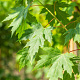 Acer saccharinum 14-16 HO draadkluit