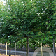 Acer s. 'Pyramidale' 45-50 HO draadkluit 250 cm stam