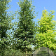 Alnus cordata 25-30 HO draadkluit geveerd