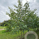 Alnus spaethii 400-450 cm draadkluit meerstammig