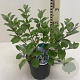 Vitex Chicagoland Blues 50-60 cm 7,5L