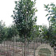 Amelanchier can. Rainbow Pillar 18-20 HO draadkluit