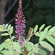 Amorpha fruticosa 10-12 HO draadkluit