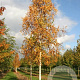 Betula ermanii 35-40 HO draadkluit 250 cm stam