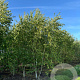 Betula ermanii 'Holland' 175-200 cm 40L meerstammig