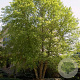 Betula nigra 'Heritage' 550-600 cm draadkluit solitair