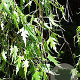 Betula p. 'Crispa' 12-14 HO draadkluit