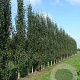 Betula p. 'Fastigiata' 25-30 HO draadkluit 250 cm stam