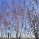 Betula p. 'Tristis' 800-900 cm draadkluit meerstammig
