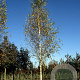 Betula p. 'Zwitsers Glorie' 18-20 HO draadkluit