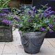 Buddleja 'Podaras 8' 100-125 cm 15L struik