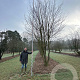 Carpinus betulus 700-800 cm draadkluit meerstammig
